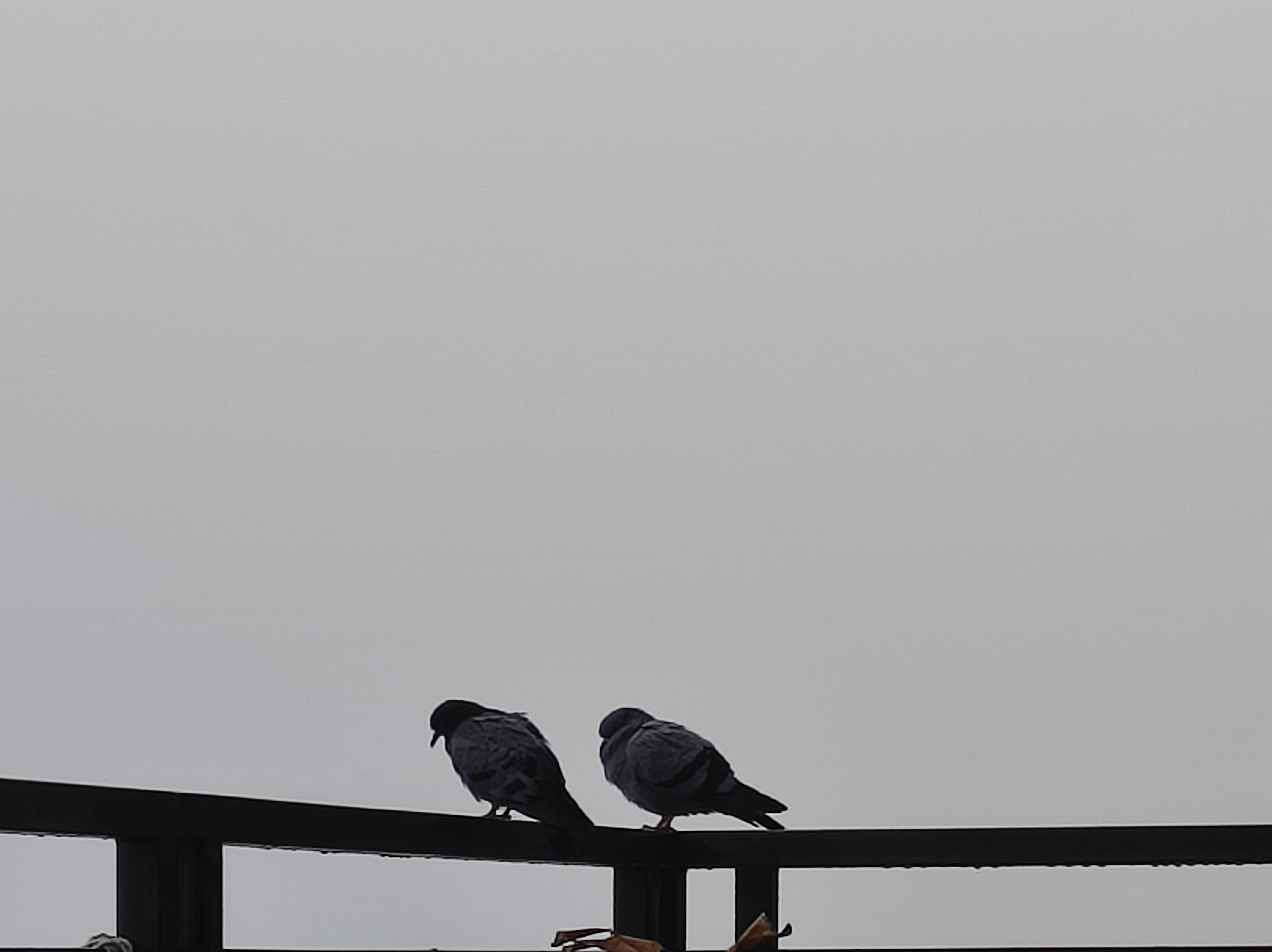 Pigeons in balcony 